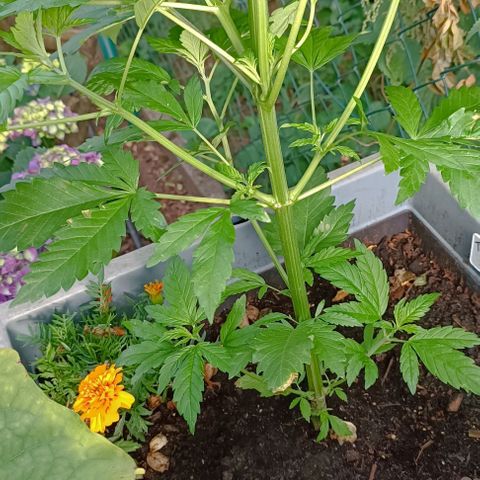 Tatanka Pure CBD #1 growlog timeline photo