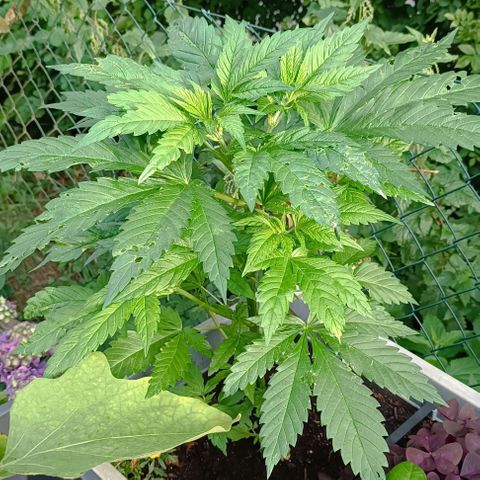 Tatanka Pure CBD #1 growlog timeline photo