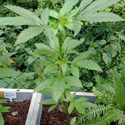 Special Kush #1 growlog timeline photo