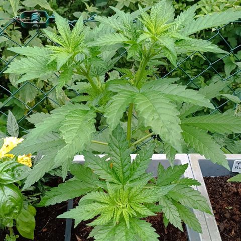 Purple Queen #2 growlog timeline photo