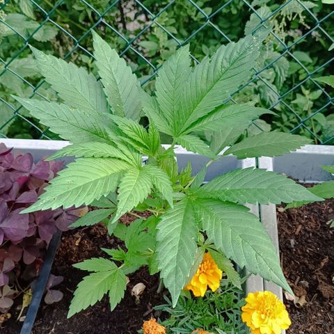 Tatanka Pure CBD #2 growlog timeline photo