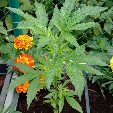 Special Queen #1 growlog timeline photo