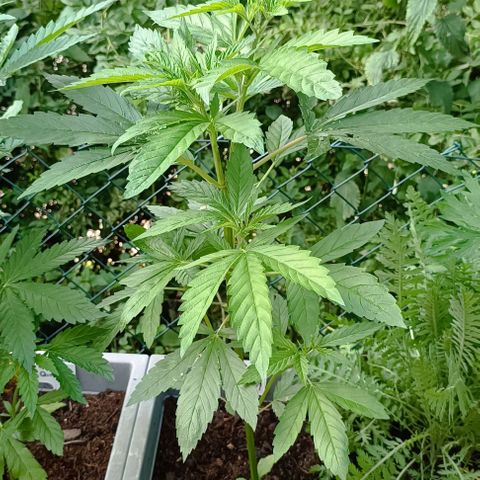 Special Kush #1 growlog timeline photo