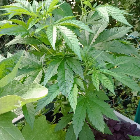 Tatanka Pure CBD #1 growlog timeline photo