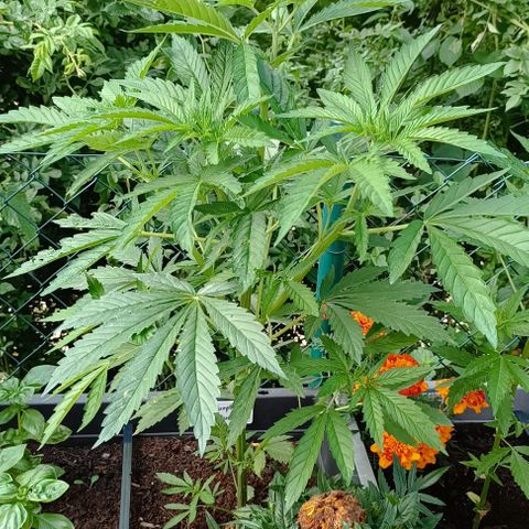Purple Queen #2 growlog timeline photo