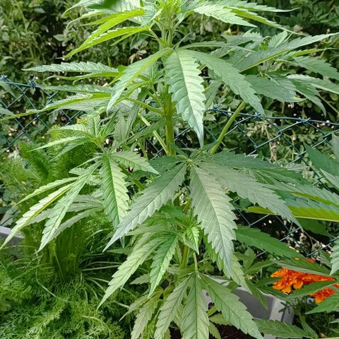 Skunk XL #2 growlog timeline photo
