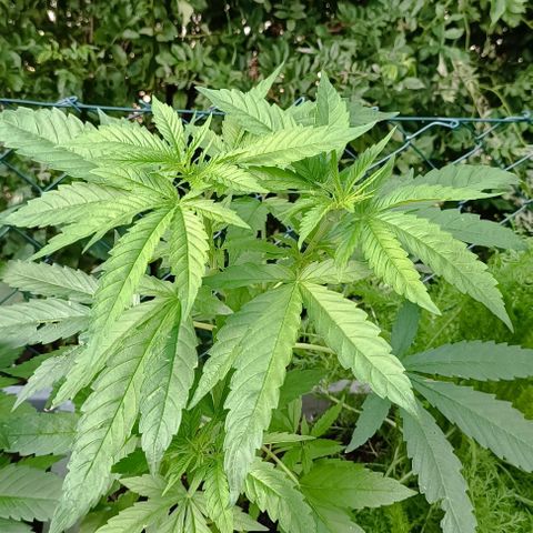 Skunk XL #1 growlog timeline photo