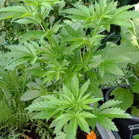 Critical #1 growlog timeline photo