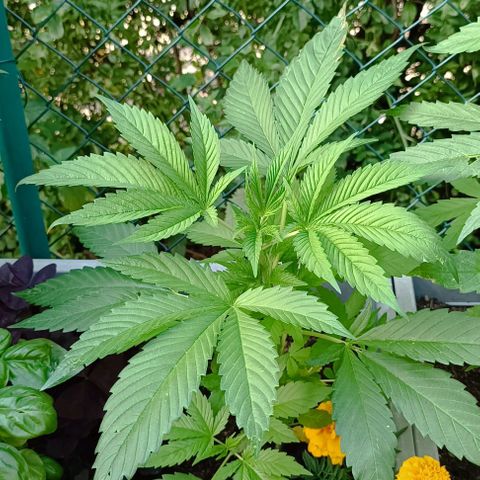 Tatanka Pure CBD #2 growlog timeline photo