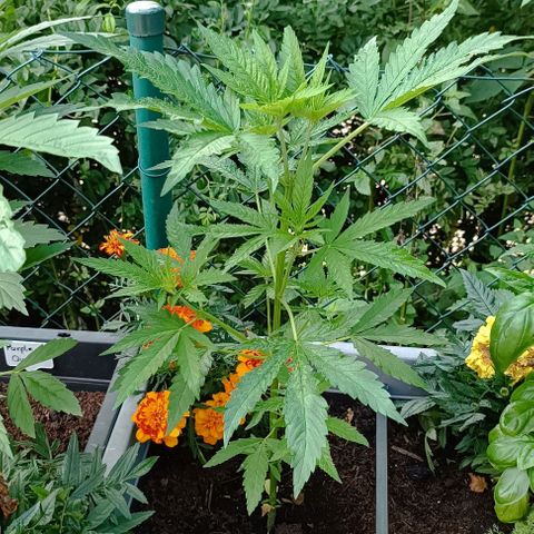 Special Queen #1 growlog timeline photo