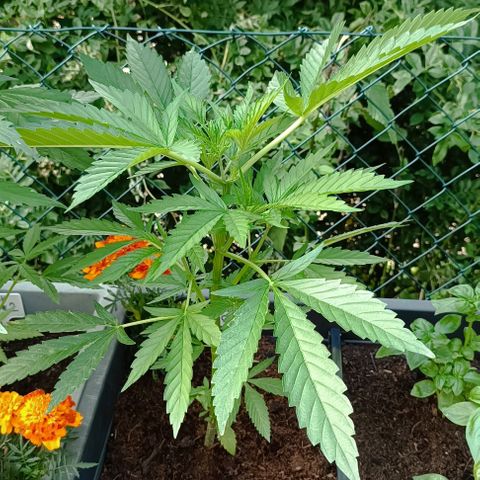 RQS Purple Queen growlog timeline photo