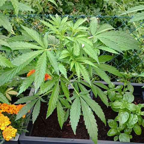RQS Purple Queen growlog timeline photo