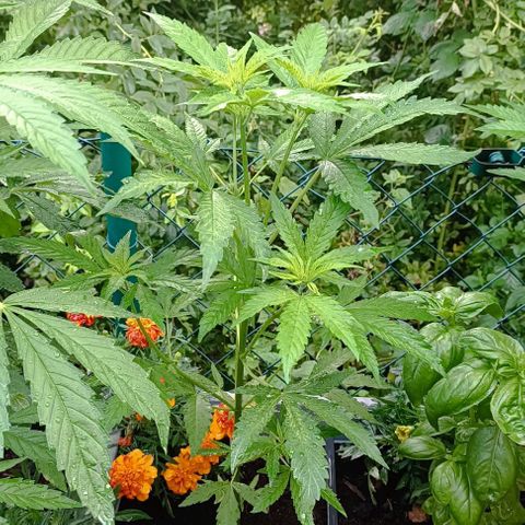 Special Queen #1 growlog timeline photo