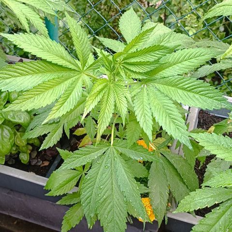 Tatanka Pure CBD #2 growlog timeline photo
