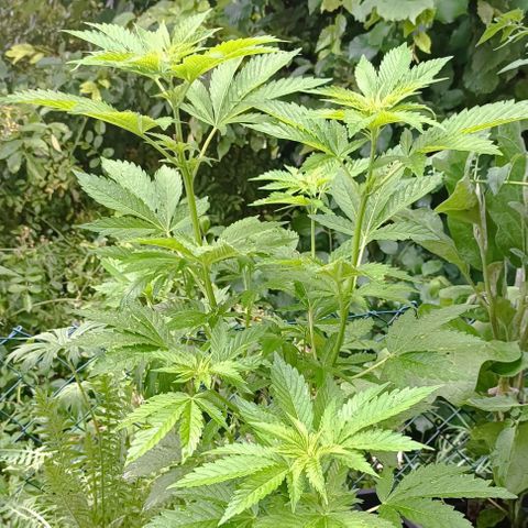 Critical #1 growlog timeline photo