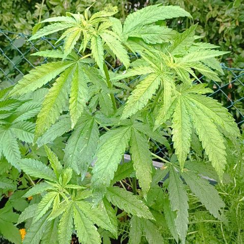 Skunk XL #1 growlog timeline photo