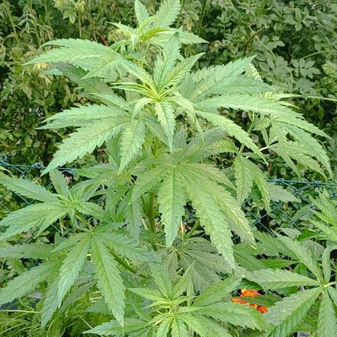 Skunk XL #2 growlog timeline photo