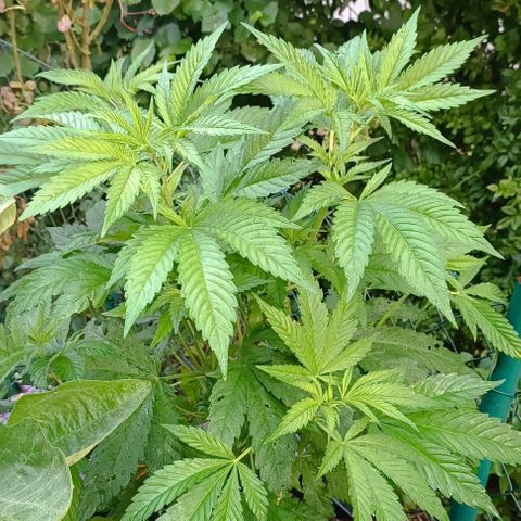 Tatanka Pure CBD #1 growlog timeline photo