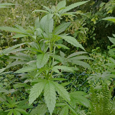 Special Kush #1 growlog timeline photo