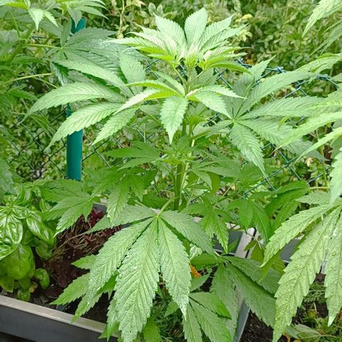 Tatanka Pure CBD #2 growlog timeline photo