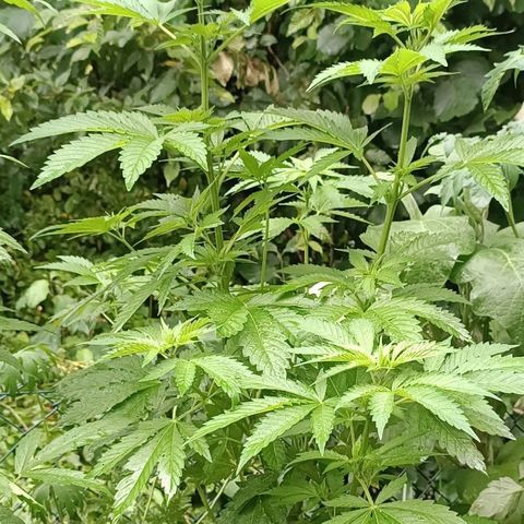 Critical #1 growlog timeline photo