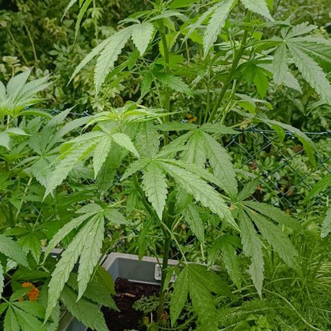 Skunk XL #1 growlog timeline photo