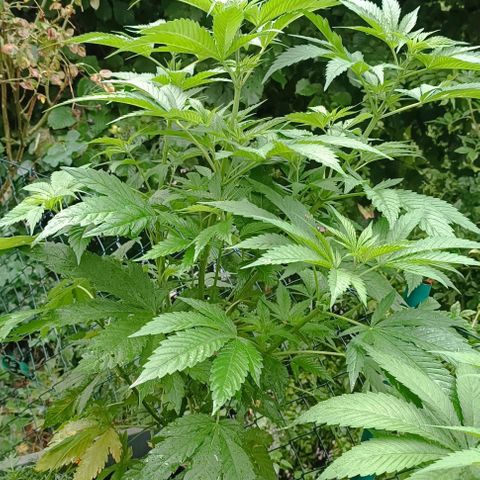 Tatanka Pure CBD #1 growlog timeline photo