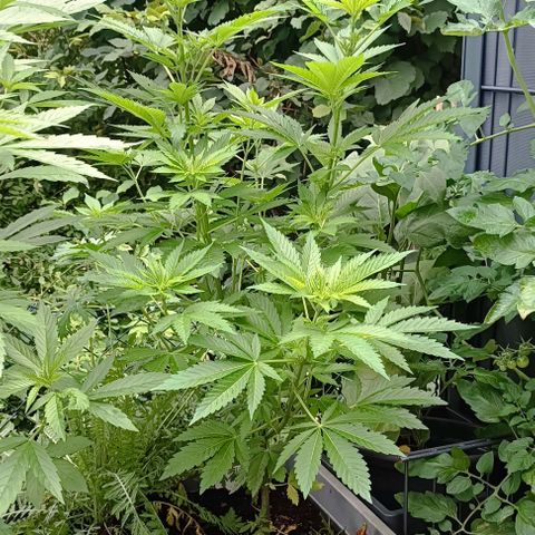 Critical #1 growlog timeline photo