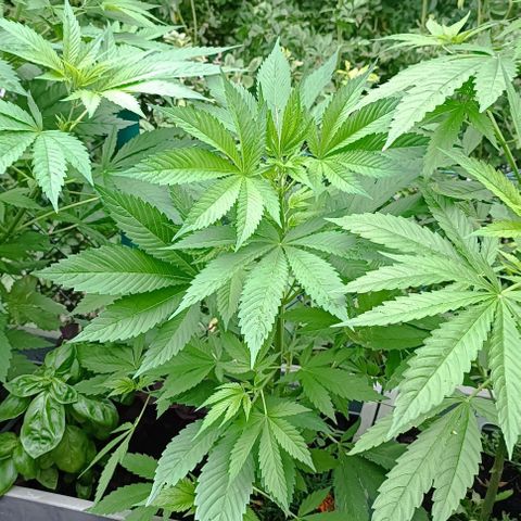 Tatanka Pure CBD #2 growlog timeline photo