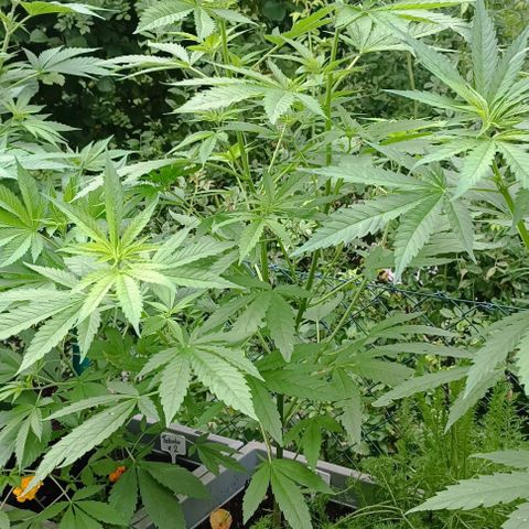 Skunk XL #1 growlog timeline photo