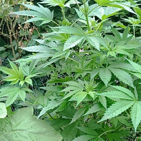 Tatanka Pure CBD #1 growlog timeline photo