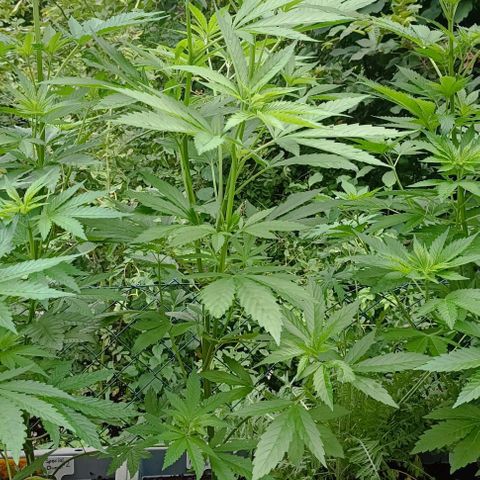 Special Kush #1 growlog timeline photo