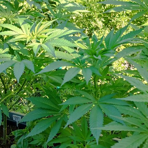 Tatanka Pure CBD #2 growlog timeline photo