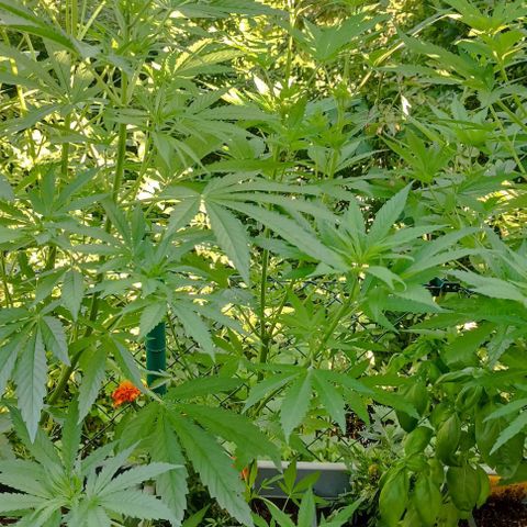 Special Queen #1 growlog timeline photo