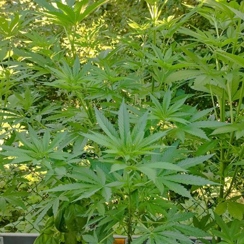 Special Queen #2 growlog timeline photo