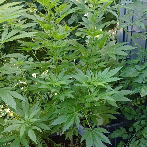 Critical #1 growlog timeline photo