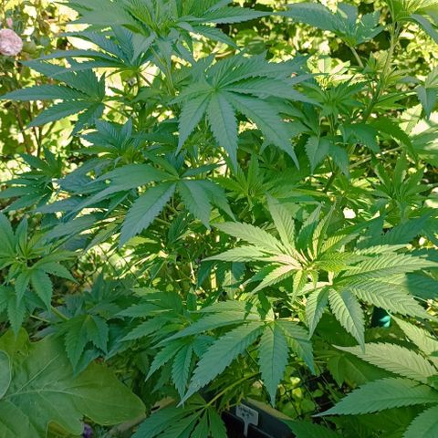 Tatanka Pure CBD #1 growlog timeline photo