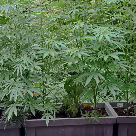 RQS Purple Queen growlog timeline photo