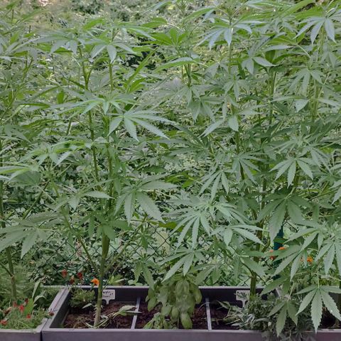 Special Queen #2 growlog timeline photo