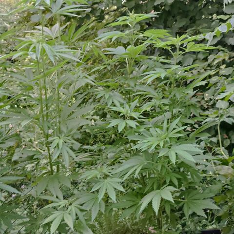 Critical #1 growlog timeline photo
