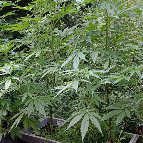 Skunk XL #1 growlog timeline photo