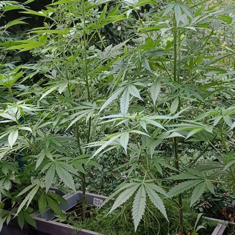 Skunk XL #2 growlog timeline photo