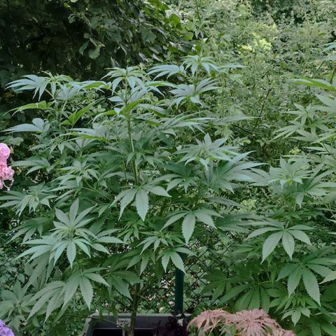 Tatanka Pure CBD #1 growlog timeline photo