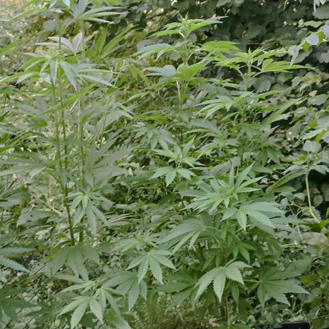 Special Kush #1 growlog timeline photo