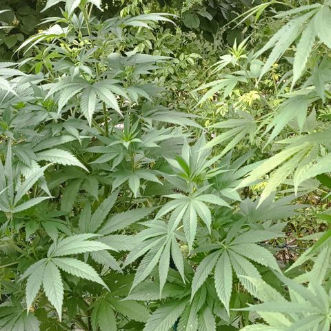 Tatanka Pure CBD #2 growlog timeline photo