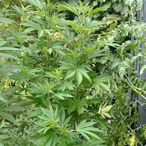 Critical #1 growlog timeline photo