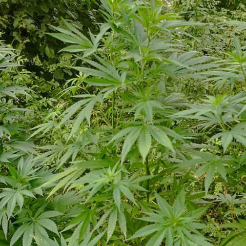 Skunk XL #1 growlog timeline photo