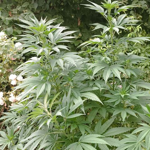 Tatanka Pure CBD #1 growlog timeline photo