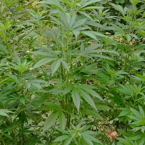 Special Kush #1 growlog timeline photo