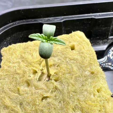 Creme De La Chem growlog photo: Growing quickly. This seedling has nearly doubled the height of the Strawberry Nuggets seedling despite it germinating approx 10 hours behind. I’m wondering if it was not getting enough light, causing it to grow tall. 